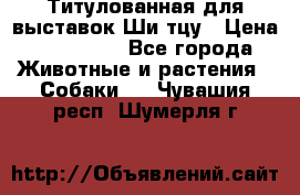 Титулованная для выставок Ши-тцу › Цена ­ 100 000 - Все города Животные и растения » Собаки   . Чувашия респ.,Шумерля г.